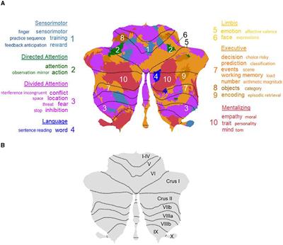 Editorial: A multi-talented butterfly: the role of the cerebellum in social cognition, emotion, and language
